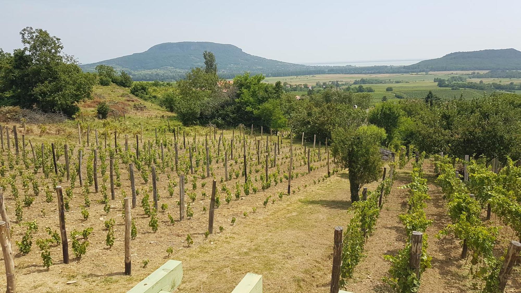 Grand Cru 4 Vendeghaz Villa Hegymagas Ngoại thất bức ảnh