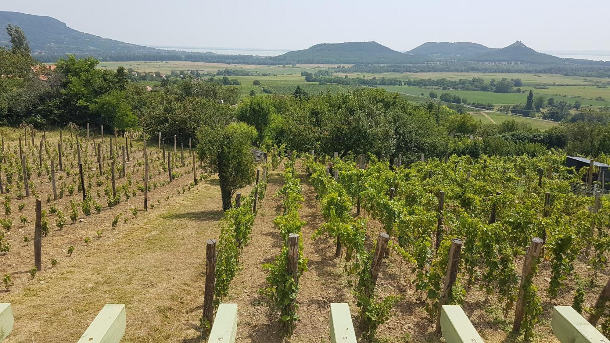 Grand Cru 4 Vendeghaz Villa Hegymagas Ngoại thất bức ảnh